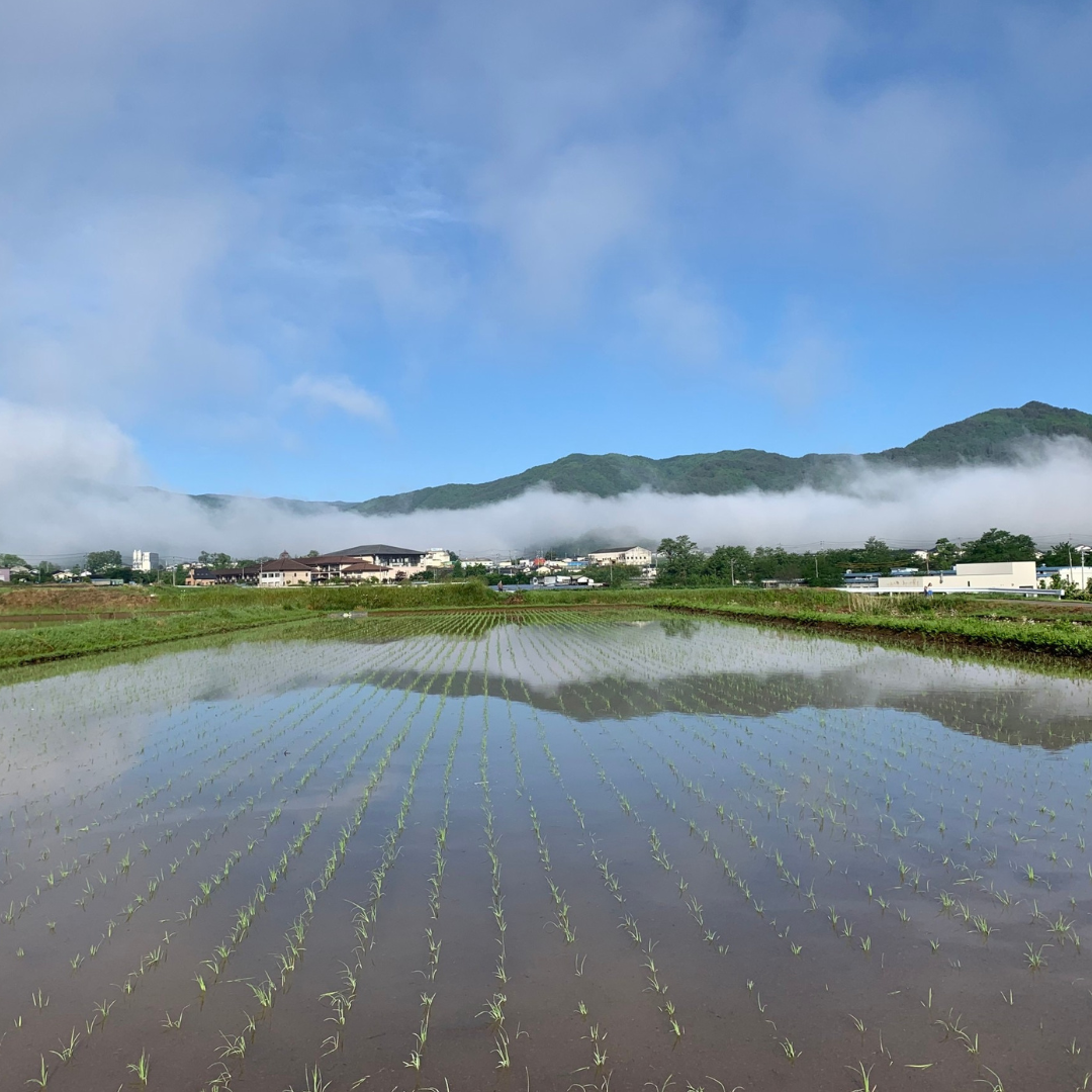 令和7年産 おにぎりにしても美味しいお米『信州産コシヒカリ玄米
