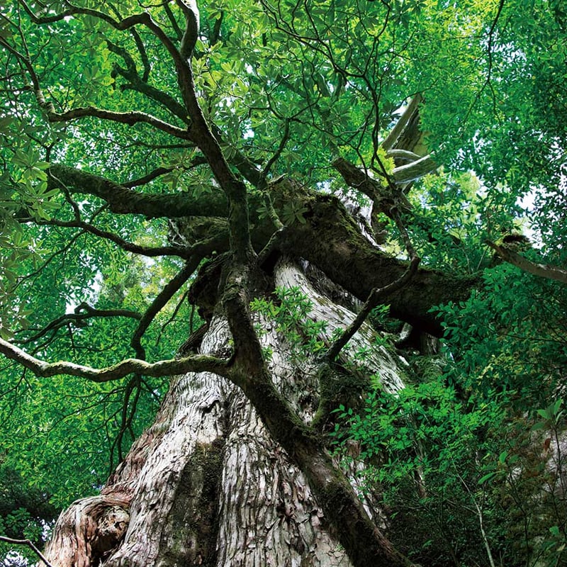 屋久杉ブレスレット | たかみーSHOP