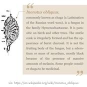 ロシアのチャーガハンターが厳正したチャーガ100g | RONMEDIC