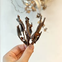 無農薬・ヒマラヤの野生シャクナゲリーフ