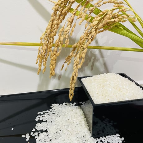 新米　コシヒカリ　２キロ