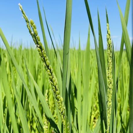 新米　コシヒカリ　２キロ