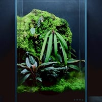 パルダリウム　【オーダーメイド】