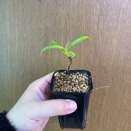 ネペンテス | STORES