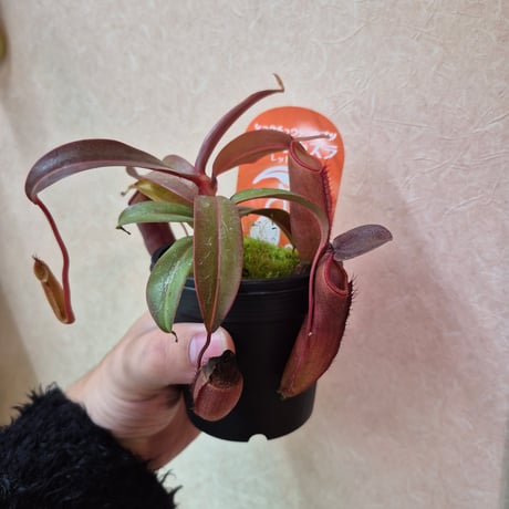 Catopsis morreniana giant form 食虫植物 Catopsis morreniana