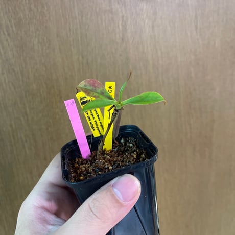 アマリージョ　マーケットトート　ネペンテス取り扱い BAGS – ページ 2 – NEPENTHES ONLINE STORE