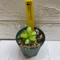 035 Pinguicula martinezii