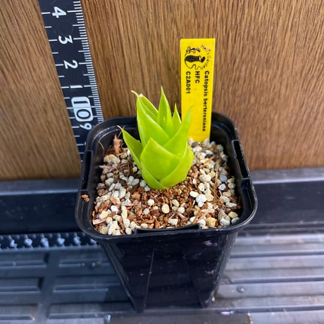 自己主張する植物 自己主張する植物