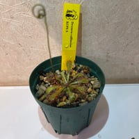055 Drosera collinsiae