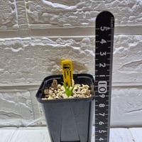 049 Catopsis berteroniana HFC