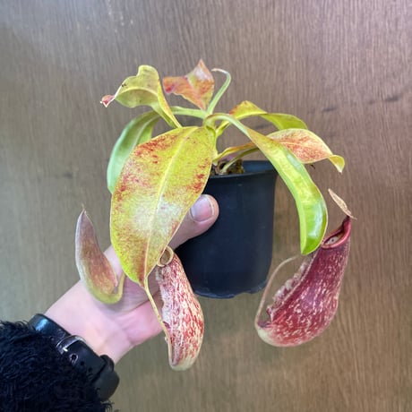 ネペンテス | STORES