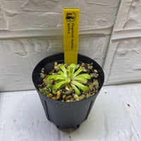 026 Pinguicula laxifolia