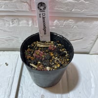015 Drosera leucostigma Red