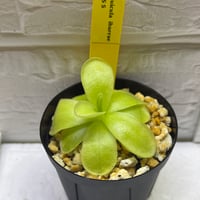 033 Pinguicula ibarrae