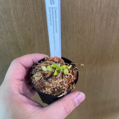 ネペンテス | STORES