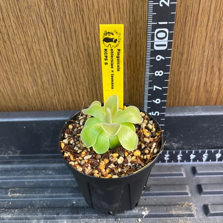 Heli's Garden