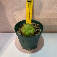 050 Pinguicula El Chico x Rayones