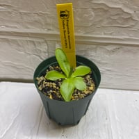 055 Pinguicula moranensis Yellow flower