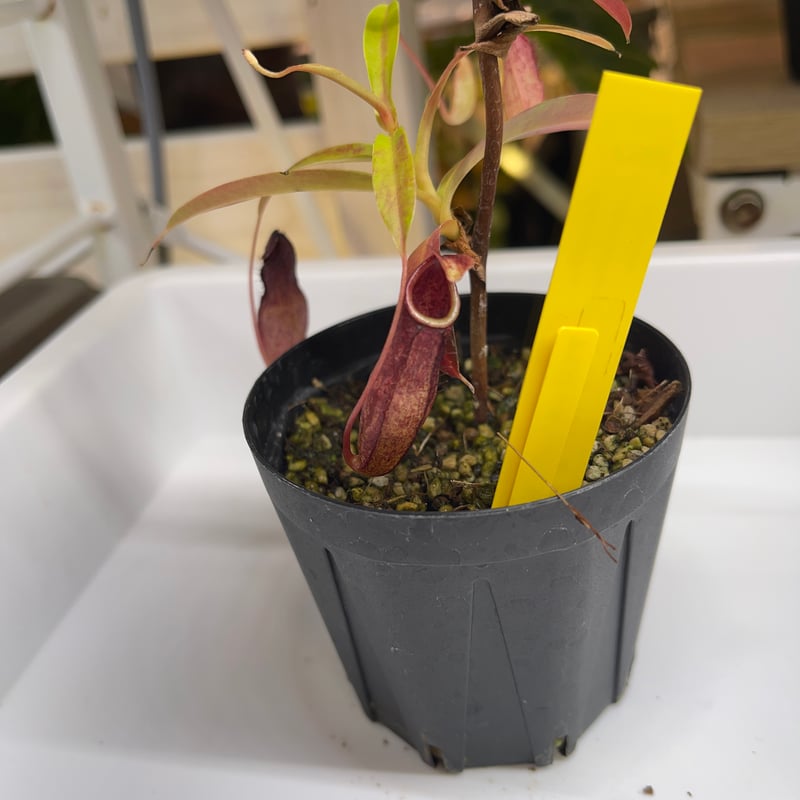 019 Nepenthes thorelii x aristolochioides Yamam