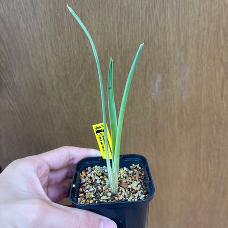 ブロメリア | STORES