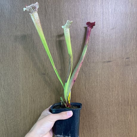 自己主張する植物 主張する植物 塚本正司 - BACKWOOD