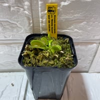 029 Dionaea muscipula cv. "Wrinkly Queen"