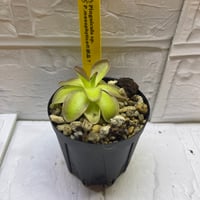 015 Pinguicula mesophytica?