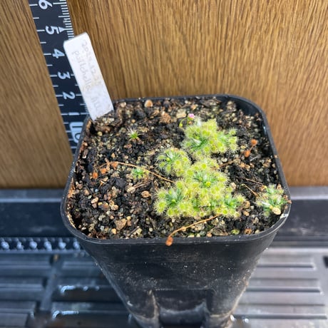 自己主張する植物 自己主張する植物