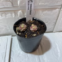 032 Pinguicula esseriana