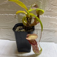 004 Nepenthes Fuso