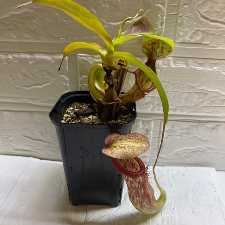 CATEGORY 食虫植物 | Heli's Garden