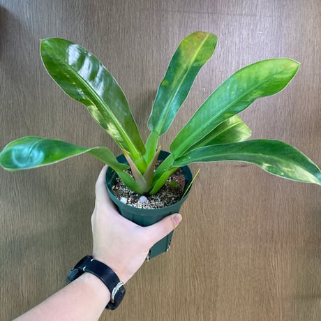 超希少❗️フィロデンドロン　シャロニアエ✨ フィロデンドロン シャロニアエ 「Philodendron sharoniae」11J