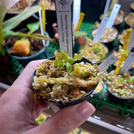 ネペンテス | STORES