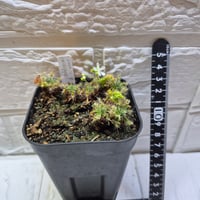 060 Drosera xsippe
