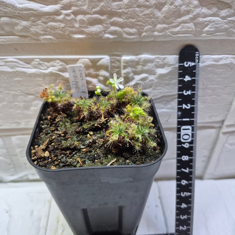 新入荷　超希少品種　 知緋錦　(古株群生) 法師錦　観葉植物　35cm超大品 Heli's Garden