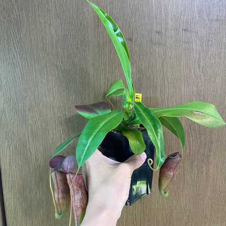 自己主張する植物 主張する植物 塚本正司 - BACKWOOD