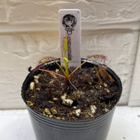 019 Drosera capensis