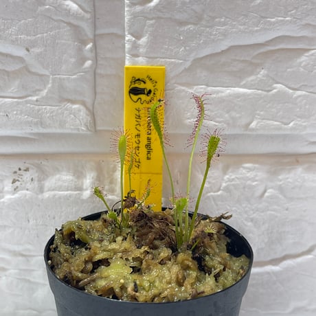 013 Drosera anglica