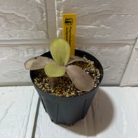024 Pinguicula gigantea Red Leaf x Red