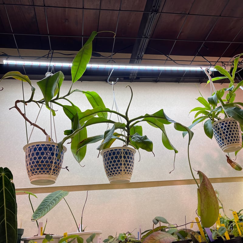 PlantsNEXLIGHT プランツネクスライト TUBE 60 | Heli's Garden