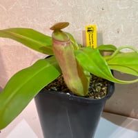 053 Nepenthes khasiana female HFC