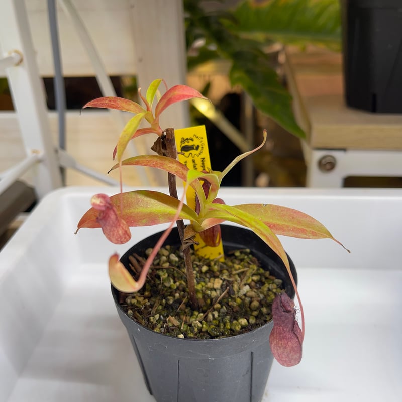 オトリ・カエデ 019 Nepenthes thorelii x aristolochioides Yamam