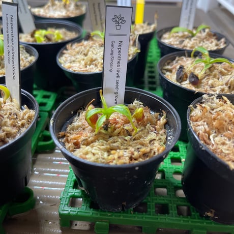 ネペンテス | STORES