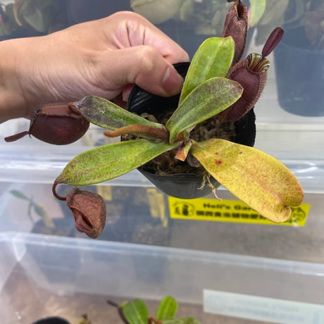 ネペンテス | STORES