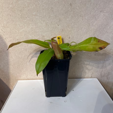 053 Nepenthes khasiana female HFC