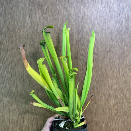 商品 | Heli's Garden