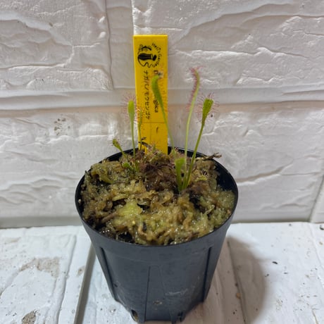 013 Drosera anglica