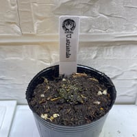 038 Utricularia striatula
