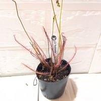 046 Drosera hybrida
