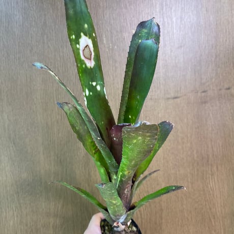 ブロメリア | STORES